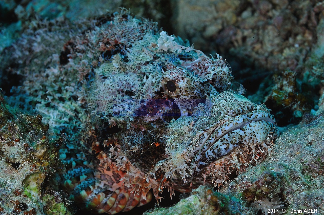 Scorpaenopsis-oxycephalus Rascasse tete plate-Safaga Panomara Reef N-14m-20171123-Denis-ADER-DSC_3655_tn.jpg